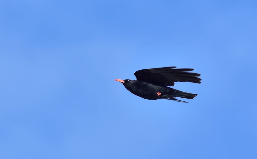 Kırmızıgagalı dağ kargası