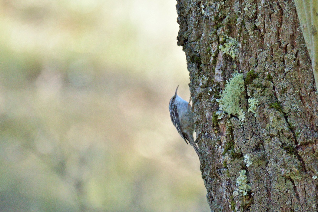 Bahçe tırmaşıkkuşu
