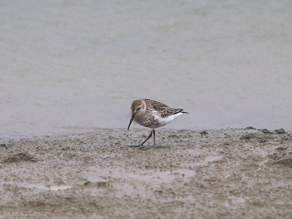 Karakarınlı kumkuşu