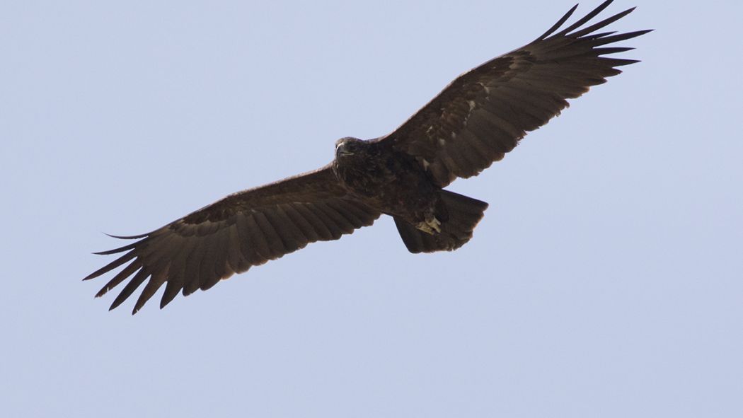 Küçük orman kartalı