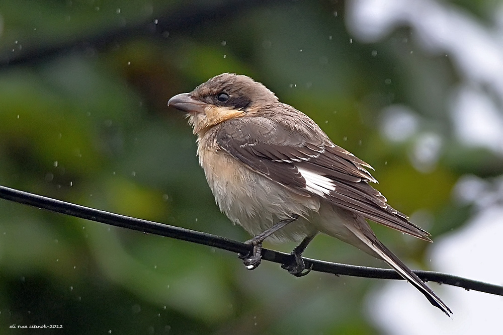 Karaalınlı örümcekkuşu