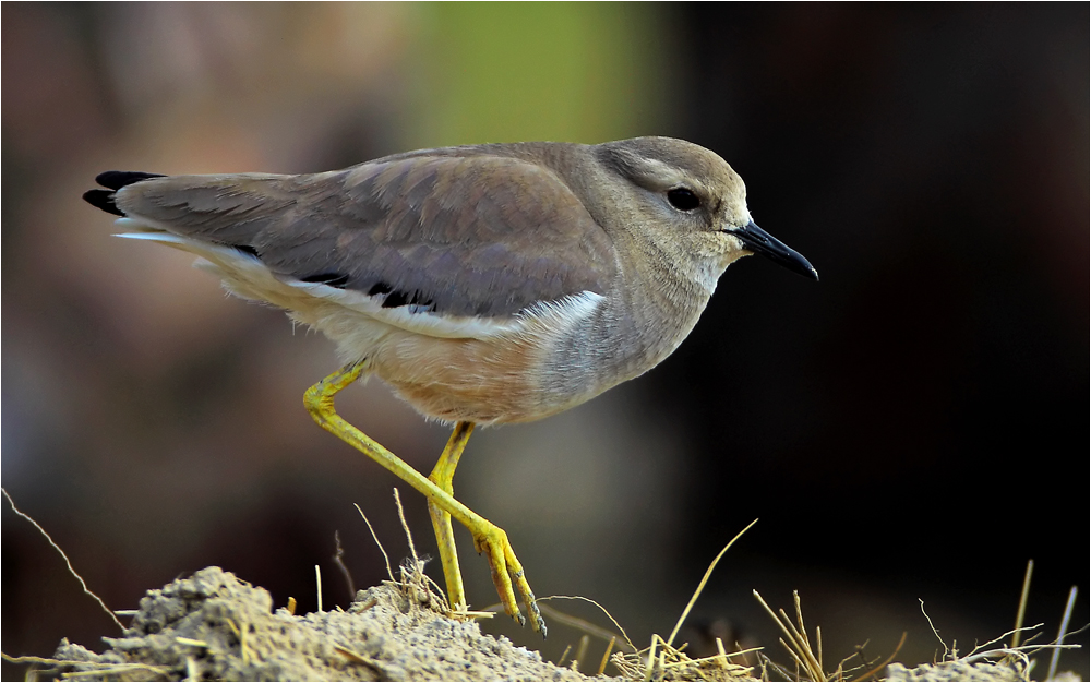 Akkuyruklu kızkuşu