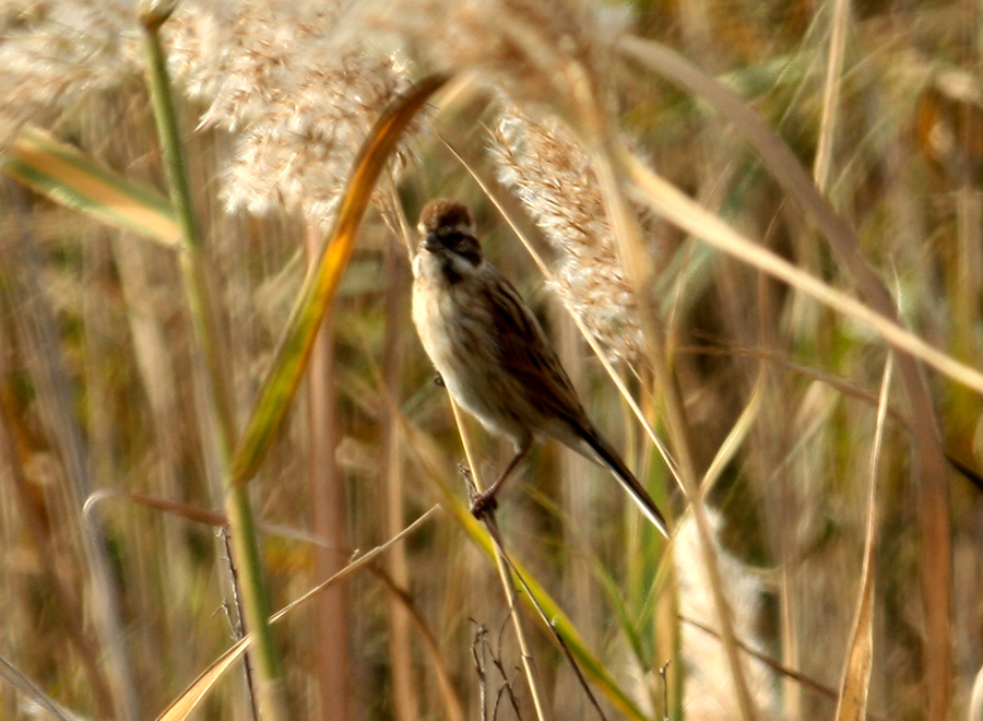 Bataklık Kirazkuşu
