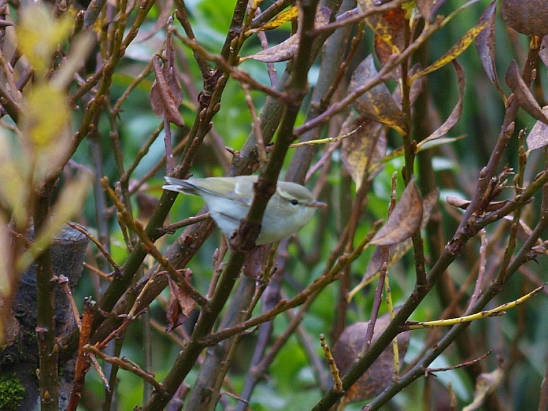 Yeşilimsi çıvgın