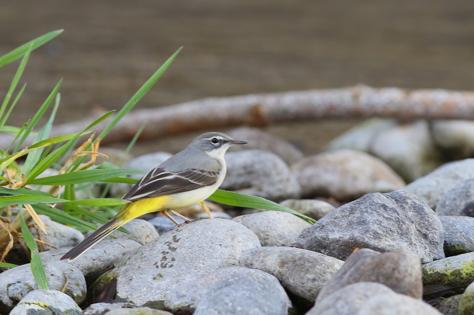 Dağ kuyruksallayanı