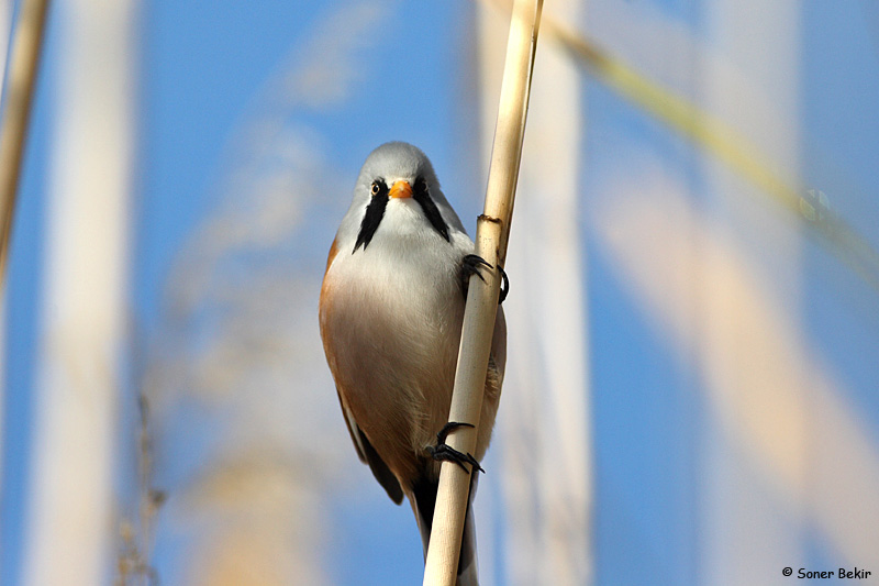 Bıyıklı baştankara