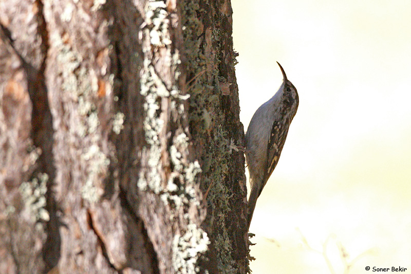 Bahçe tırmaşıkkuşu