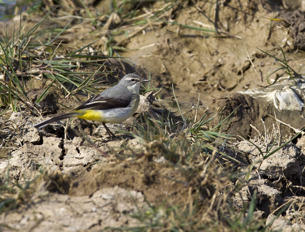 Dağ kuyruksallayanı