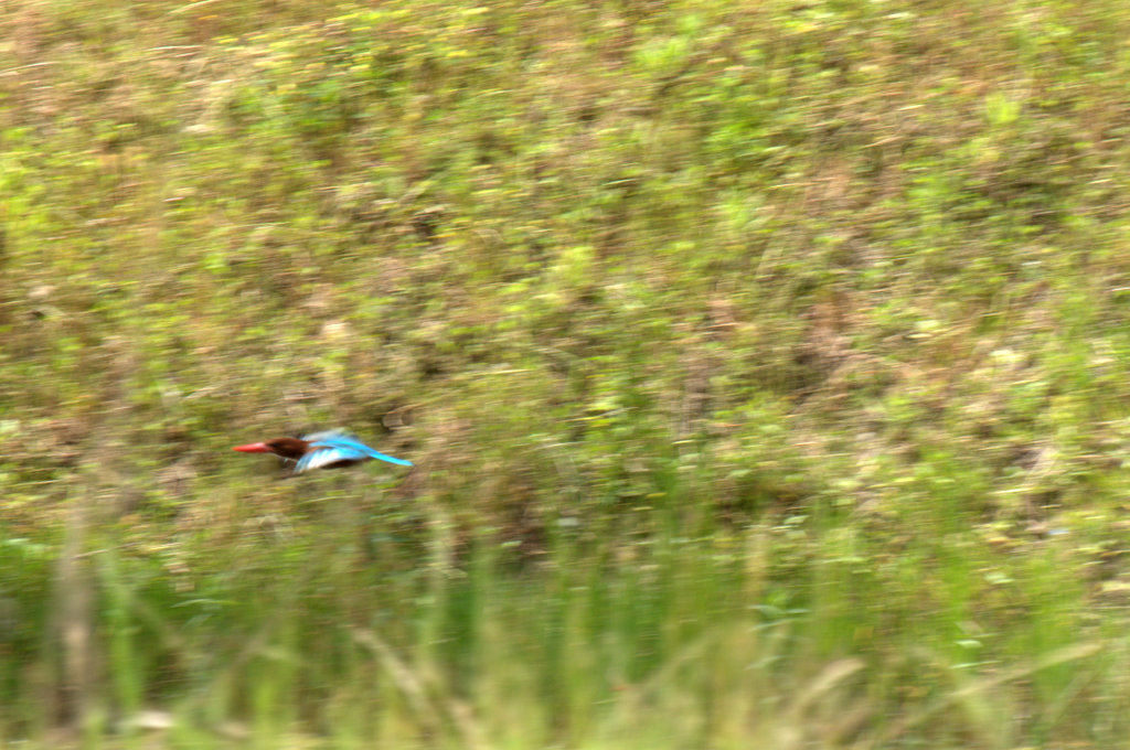 İzmir yalıçapkını