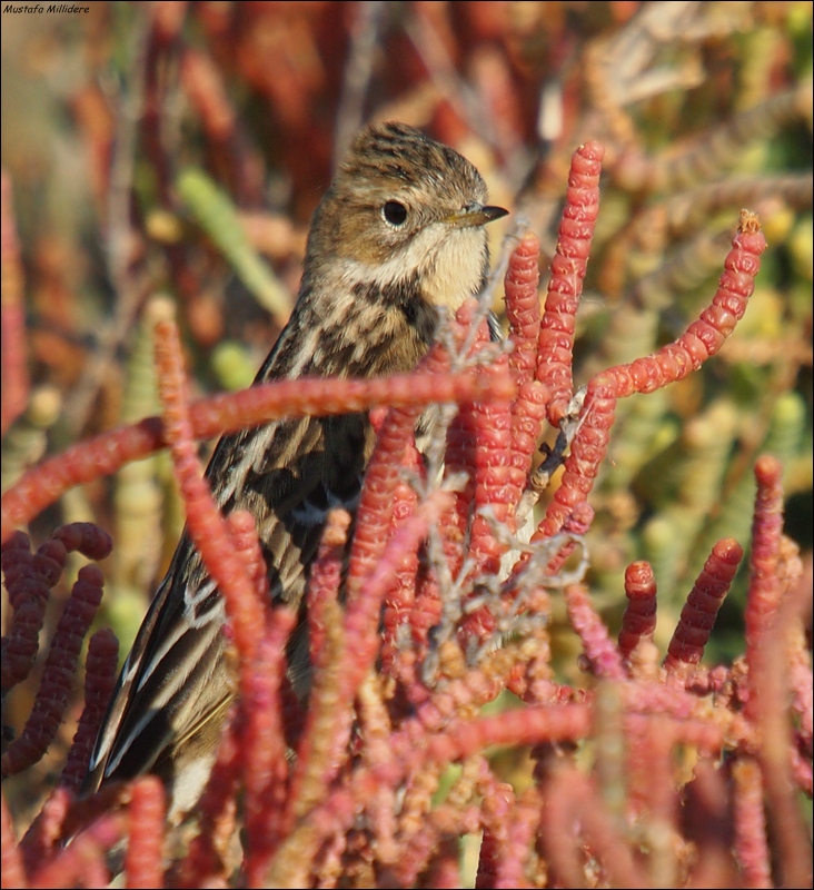 Kızılgerdanlı incirkuşu