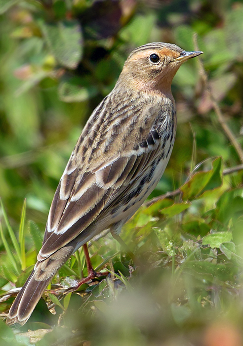 Kızılgerdanlı incirkuşu
