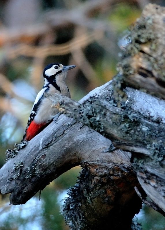 Orman alaca ağaçkakanı