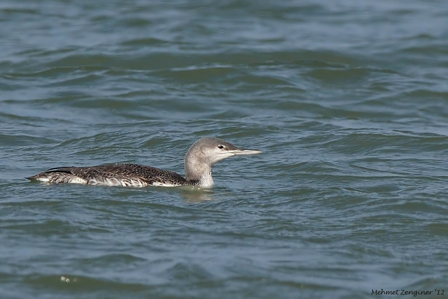 Kızılgerdanlı dalgıç