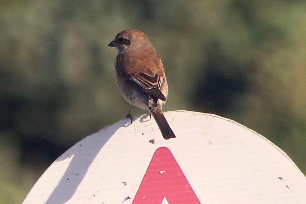 Kızılsırtlı örümcekkuşu