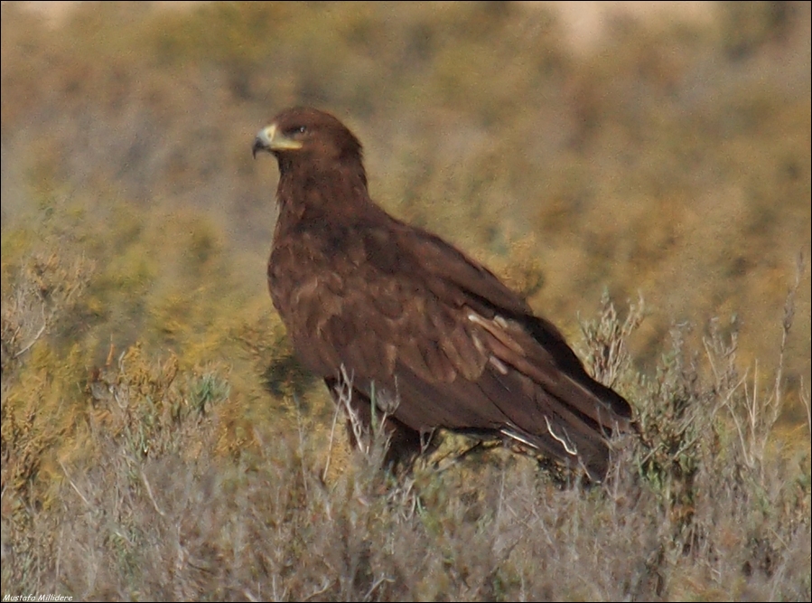 Büyük orman kartalı