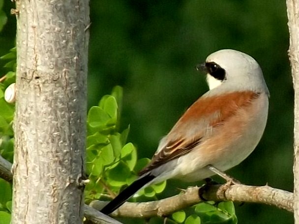 Kızılsırtlı örümcekkuşu