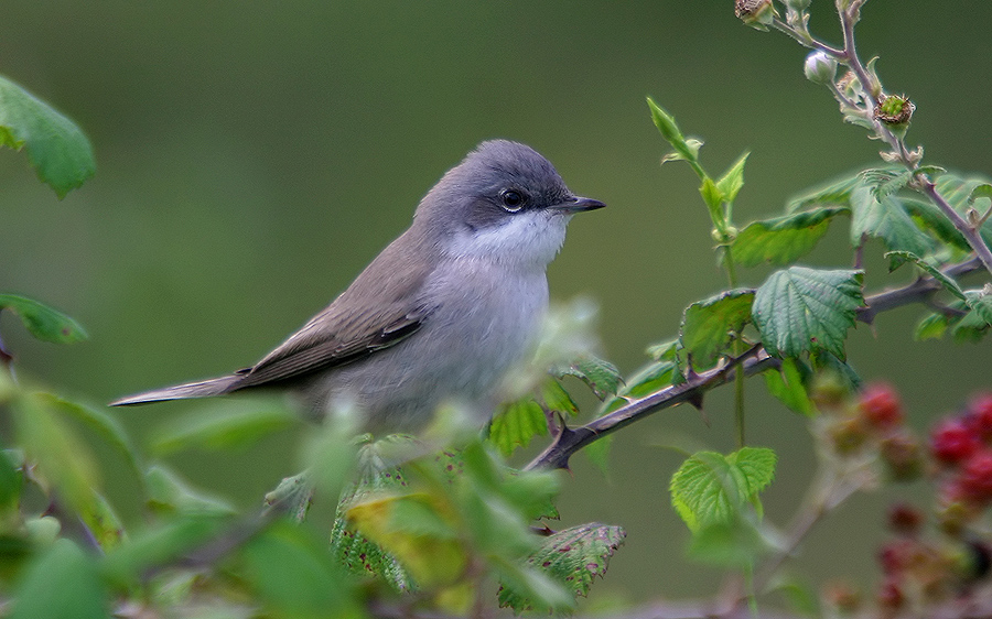 Küçük akgerdanlı ötleğen