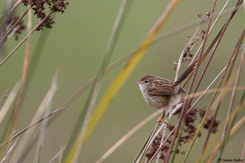 Dikkuyruklu ötleğen