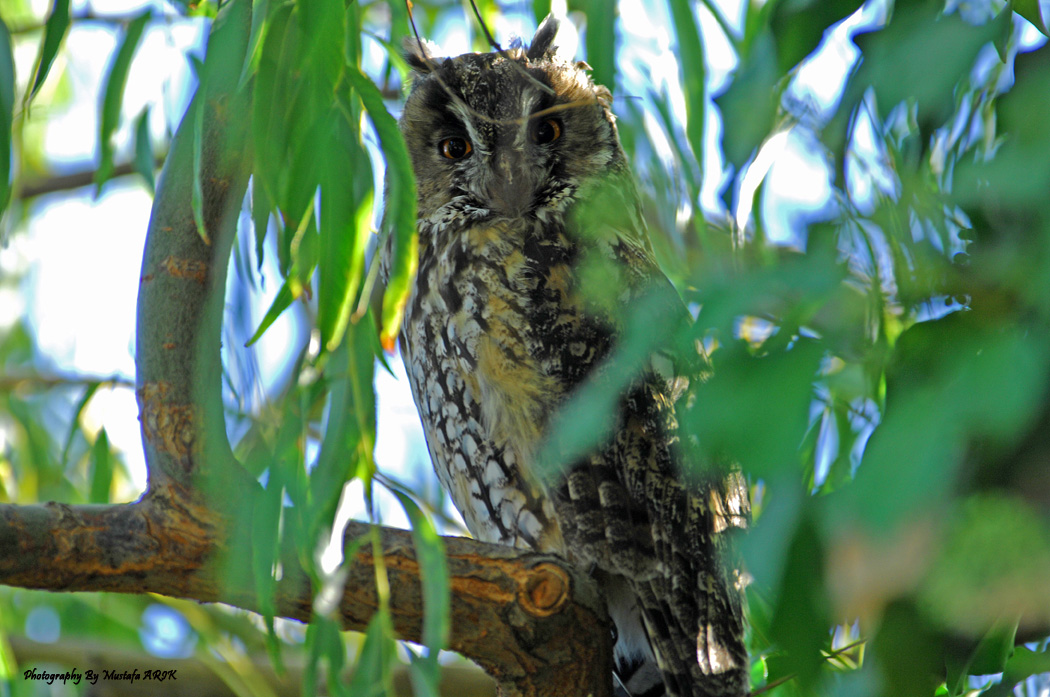 Kulaklı orman baykuşu