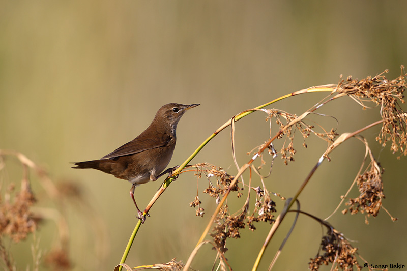 Bataklık kamışçını