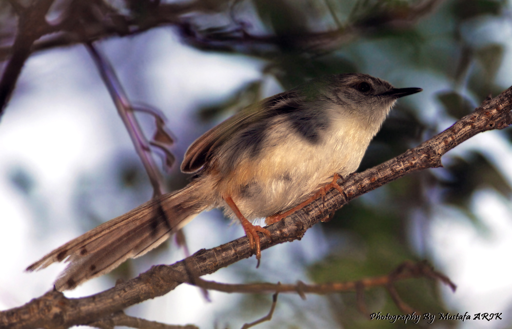 Dikkuyruklu ötleğen