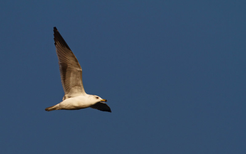 Van gölü martısı