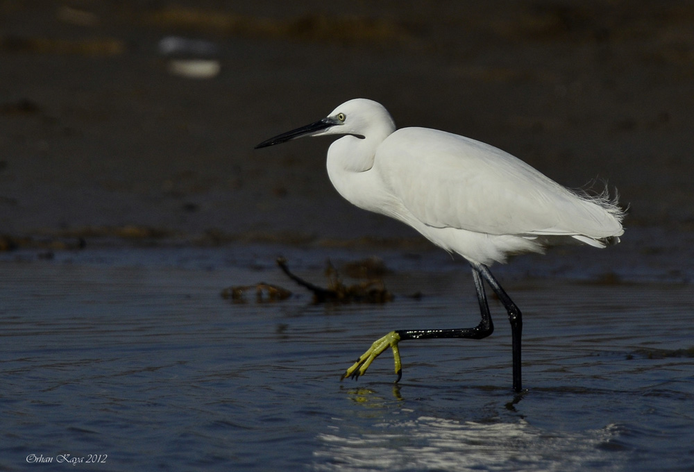 Küçük ak balıkçıl