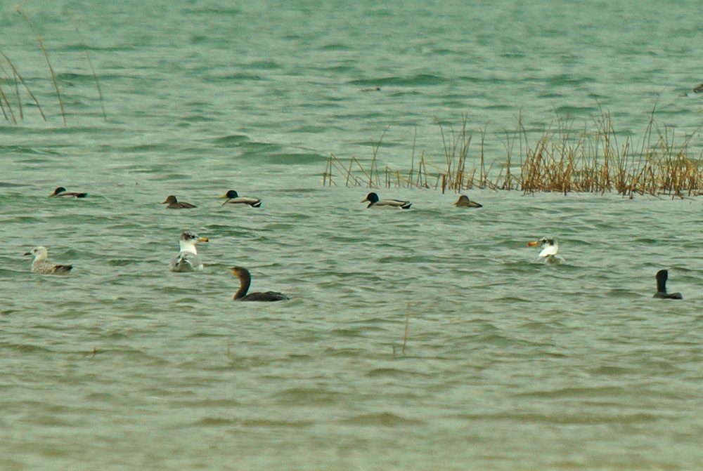 Büyük karabaş martı