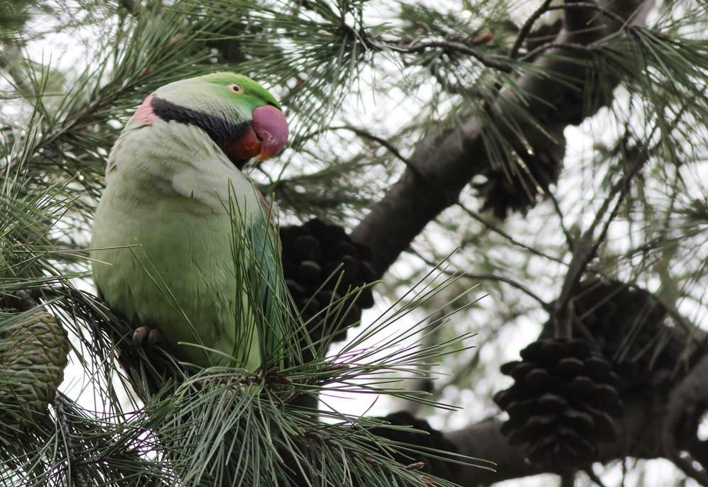 İskender papağanı