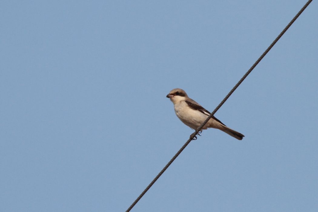 Karaalınlı örümcekkuşu