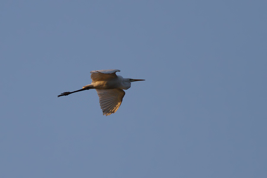 Büyük ak balıkçıl