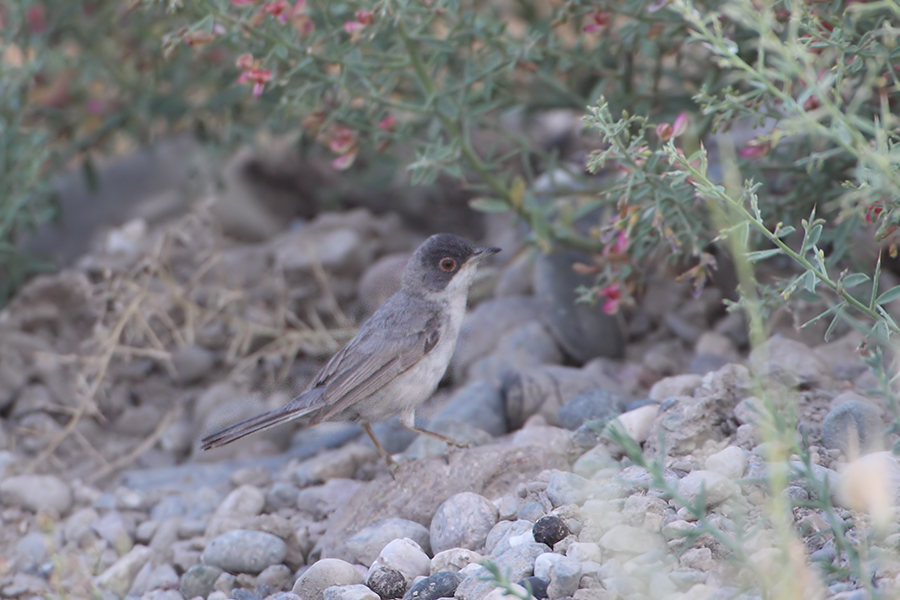 Pembegöğüslü ötleğen
