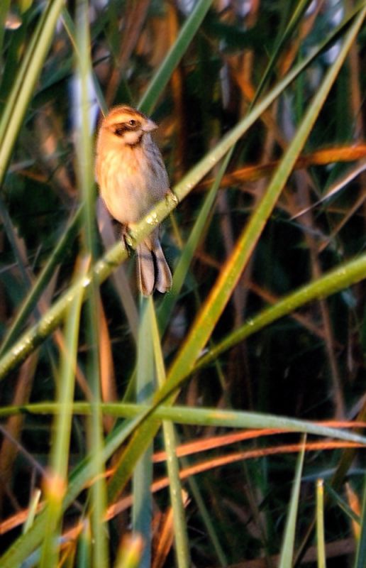 Bataklık Kirazkuşu