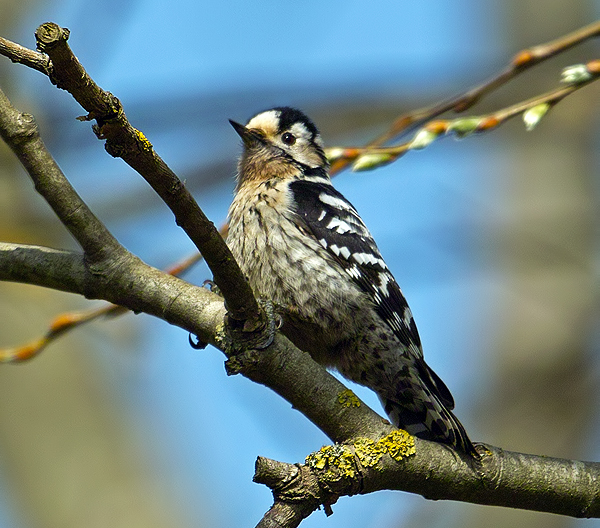 Küçük ağaçkakan