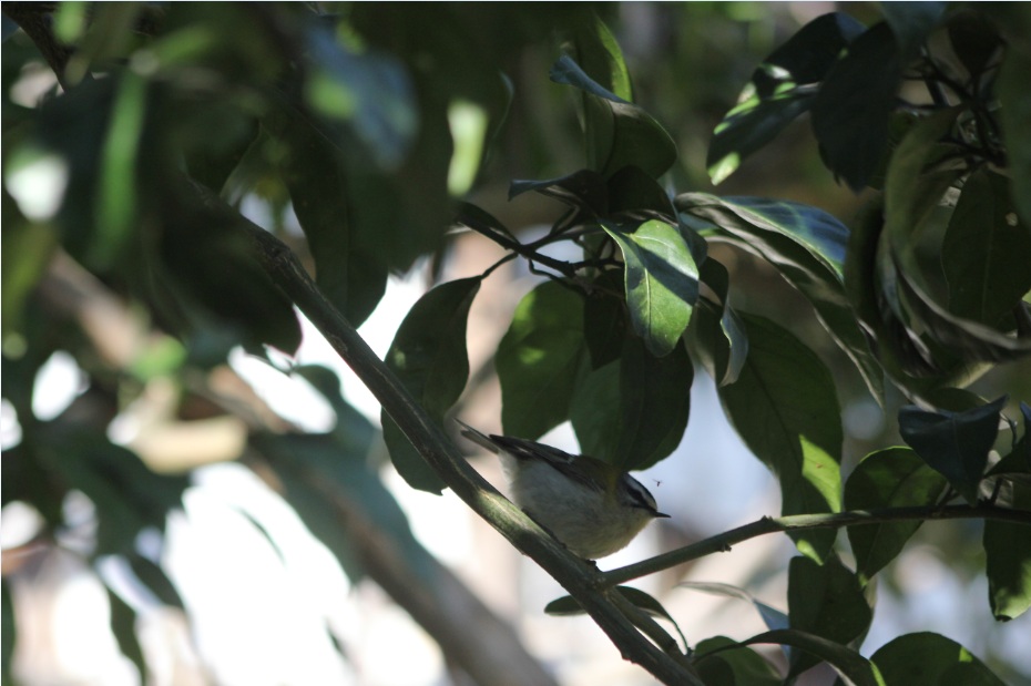 Sürmeli çalıkuşu