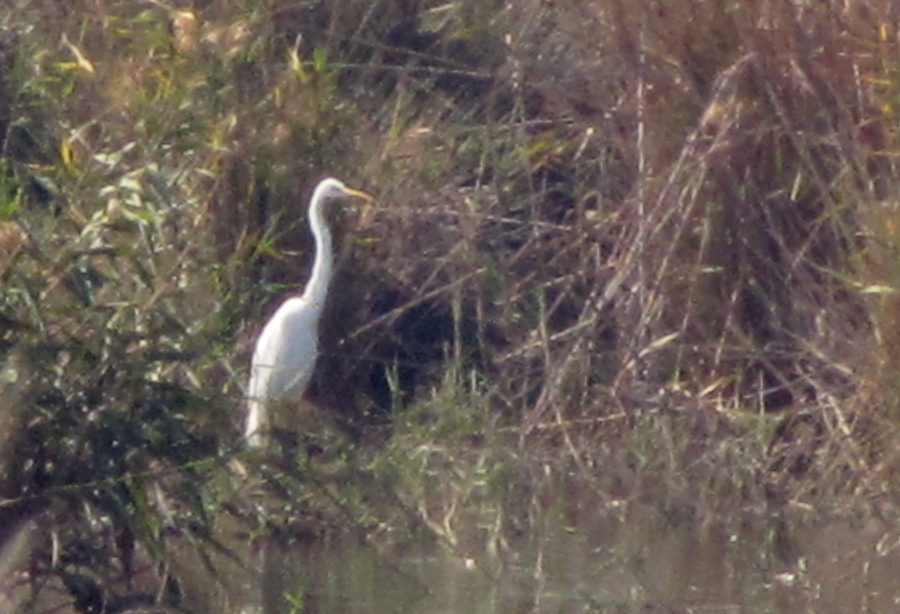 Büyük ak balıkçıl