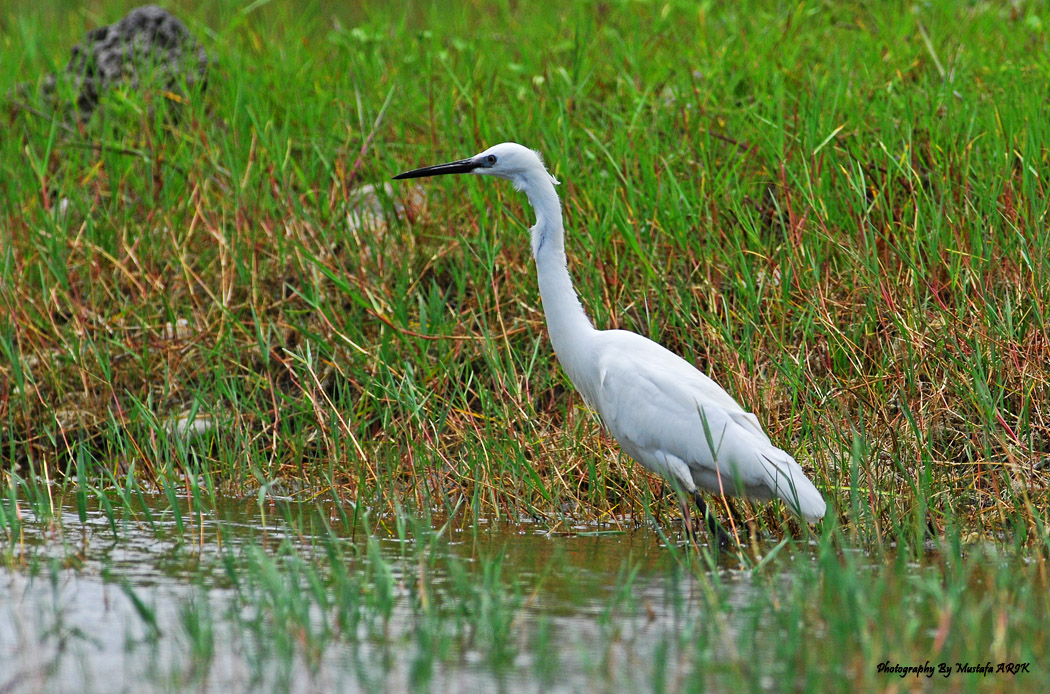 Küçük ak balıkçıl