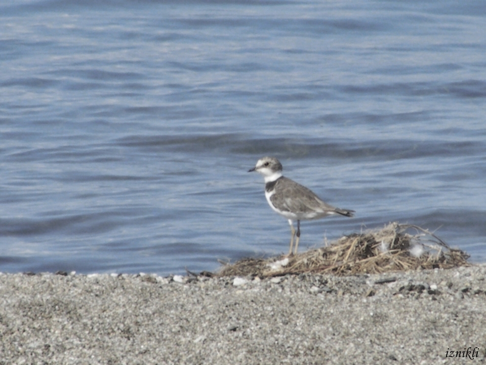 Halkalı küçük cılıbıt