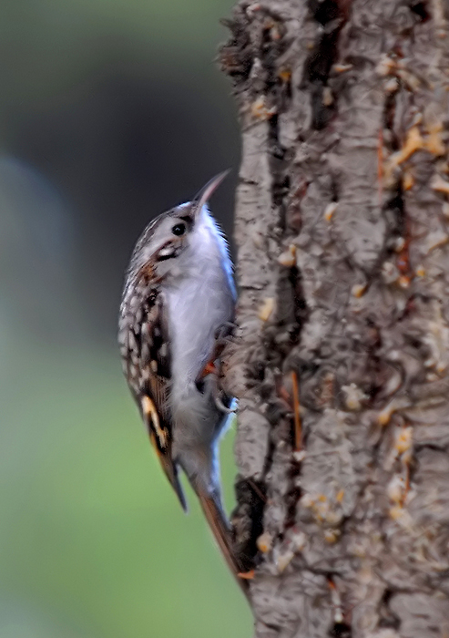 Orman tırmaşıkkuşu
