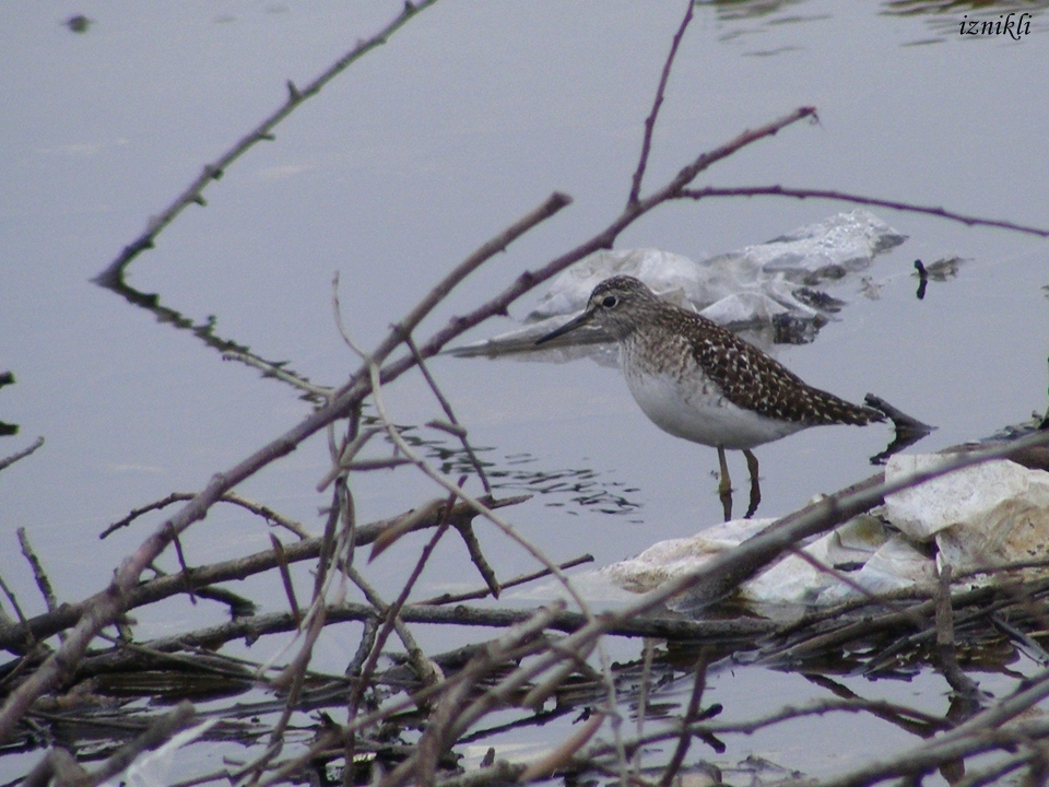 Orman düdükçünü