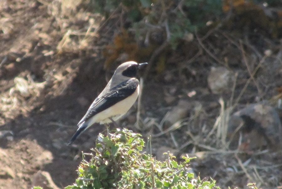 Karakulaklı kuyrukkakan