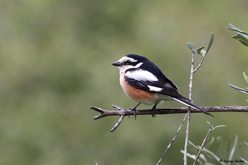 Maskeli örümcekkuşu