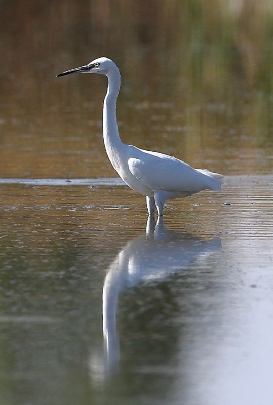 Küçük ak balıkçıl