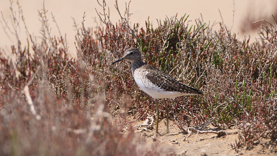 Orman düdükçünü