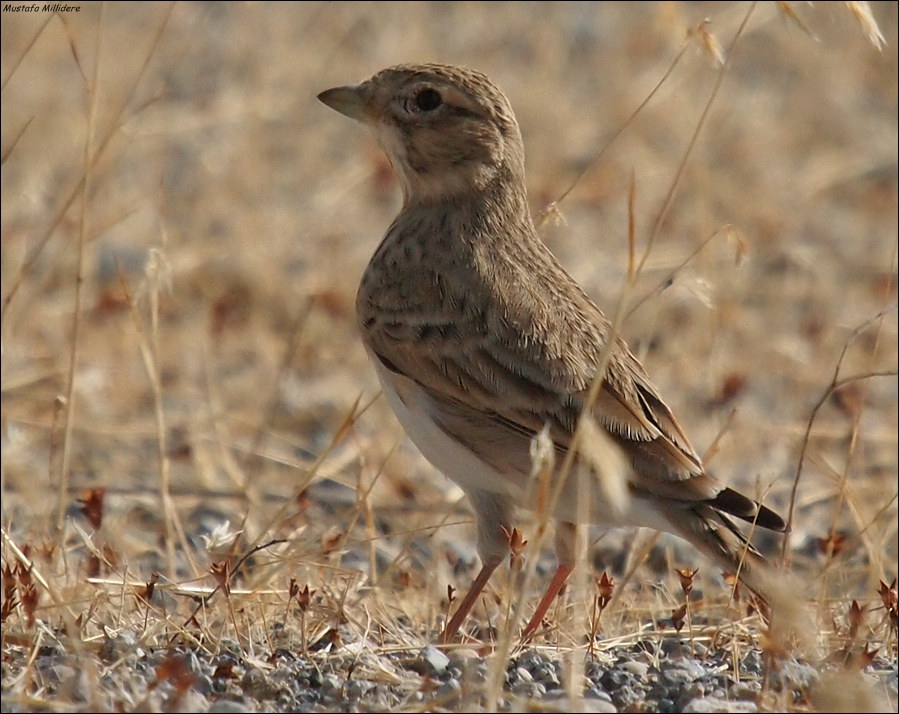Türkistan çorak toygarı