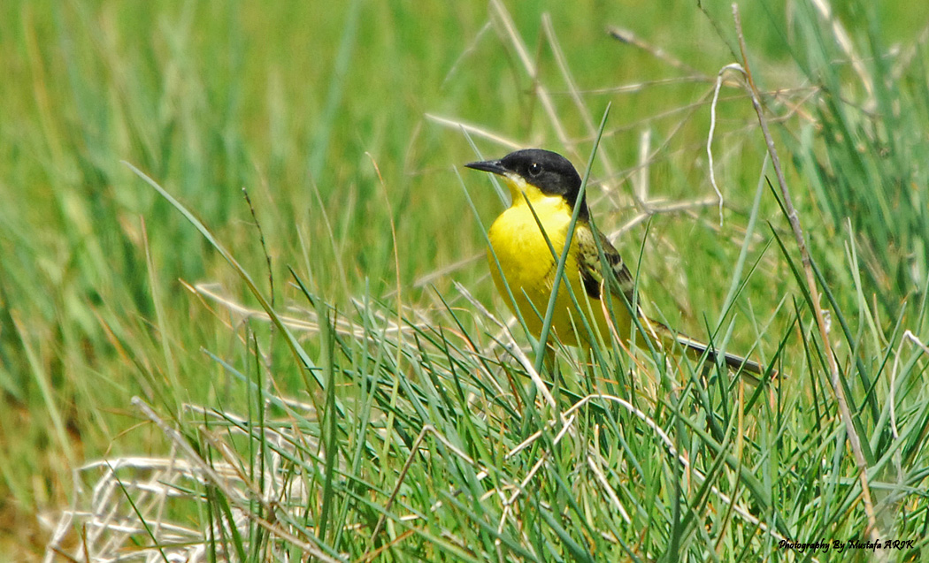 Sarı kuyruksallayan