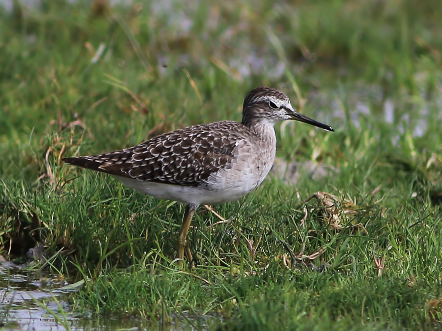 Orman düdükçünü