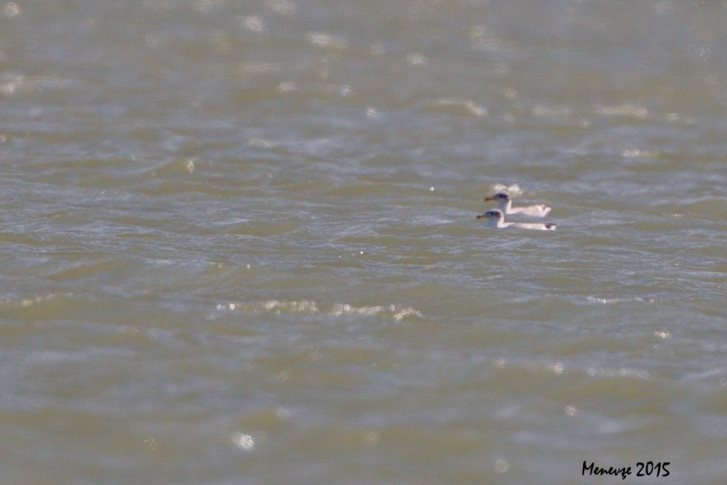 Büyük karabaş martı