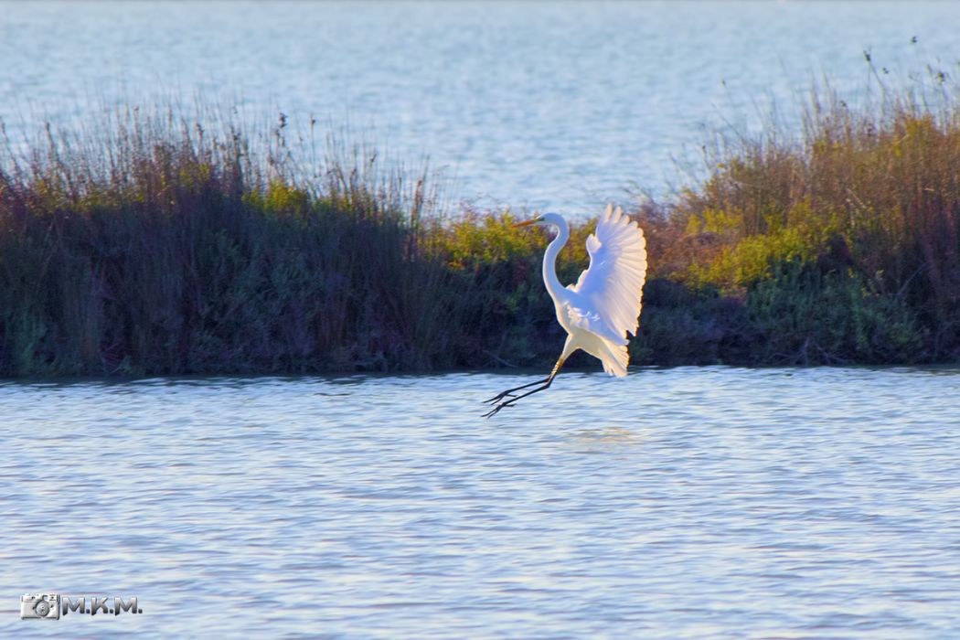 Büyük ak balıkçıl