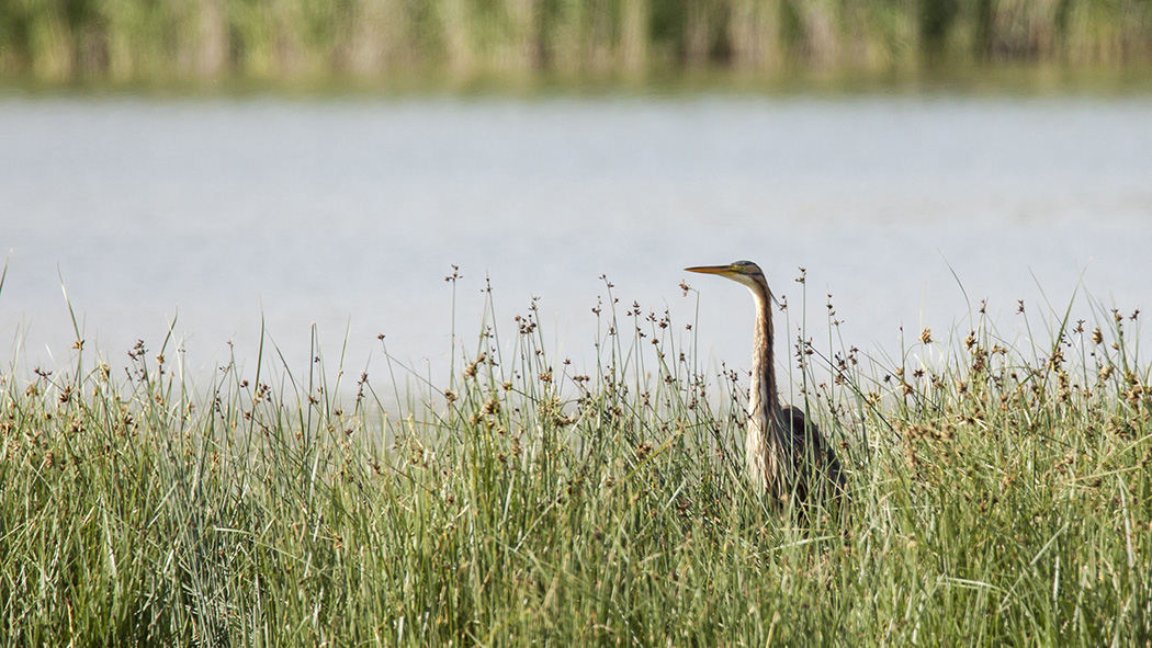 Erguvani balıkçıl